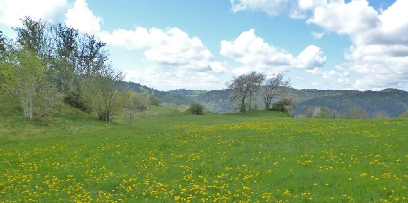Wellnesshotel Auerhahn