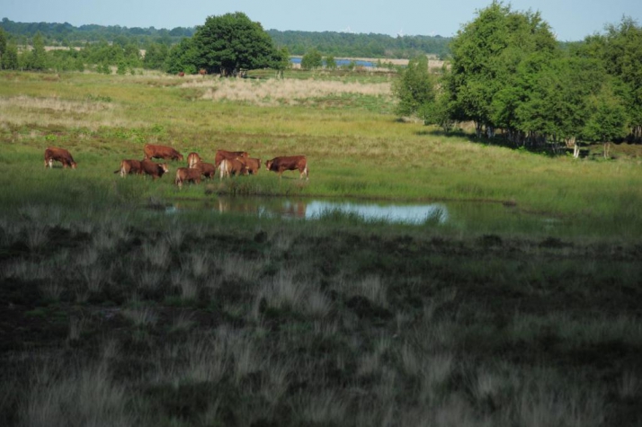 Wellness Hotel & Golf Resort Zuiddrenthe