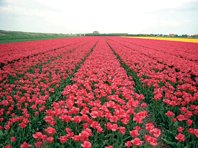 Fletcher Badhotel Callantsoog