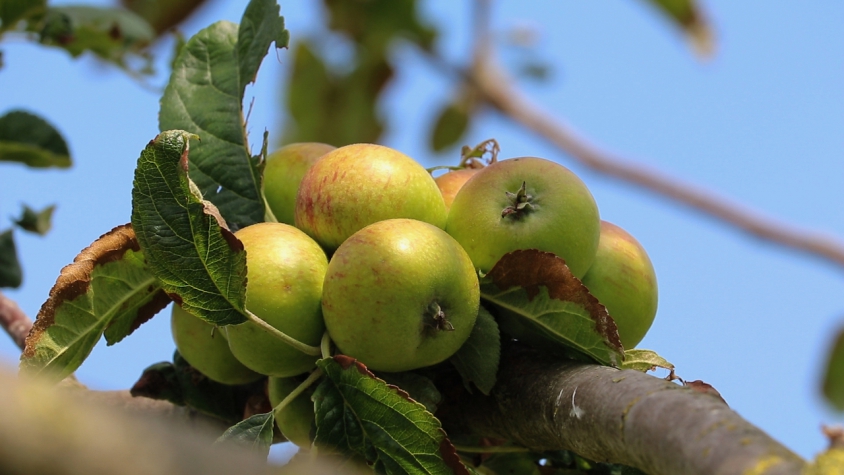 Fruitpark Hotel & Spa